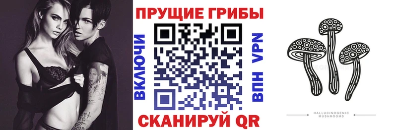 Псилоцибиновые грибы Psilocybe  Олонец 